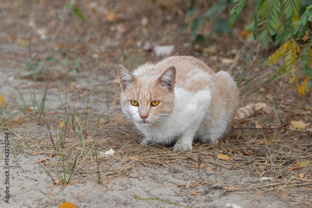 Unhappy homeless cat on the street.Portrait of a homeless cat.The theme of stray animals. Unhappy homeless cat on the street.Portrait of a homeless cat.The theme of stray animals.
