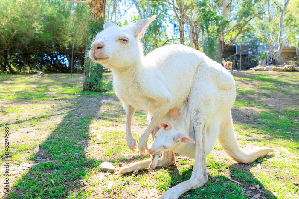 Obraz premium 白いカンガルーの親子