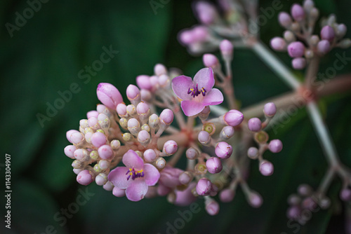 Close up of colorful pink and purple showy medinilla (Medinilla magnifica) against a dark blurry natural forest background