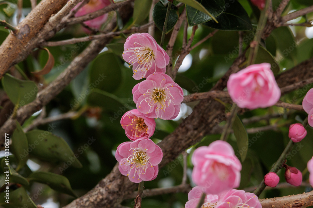 Obraz premium 梅の花