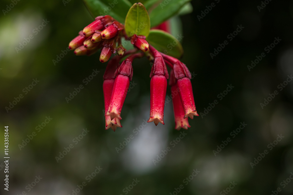 Close up of colorful red and pink Macleania cordifolia flowers hanging down against a dark blurry natural background Close up of colorful red and pink Macleania cordifolia flowers hanging down against a dark blurry natural background