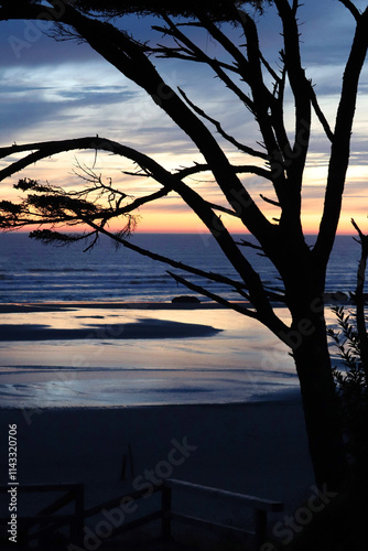 Tree in front of sunset on the Pacific