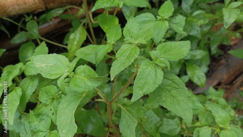 Wallpaper Mural wild grass grows as rabbit feed Torontodigital.ca