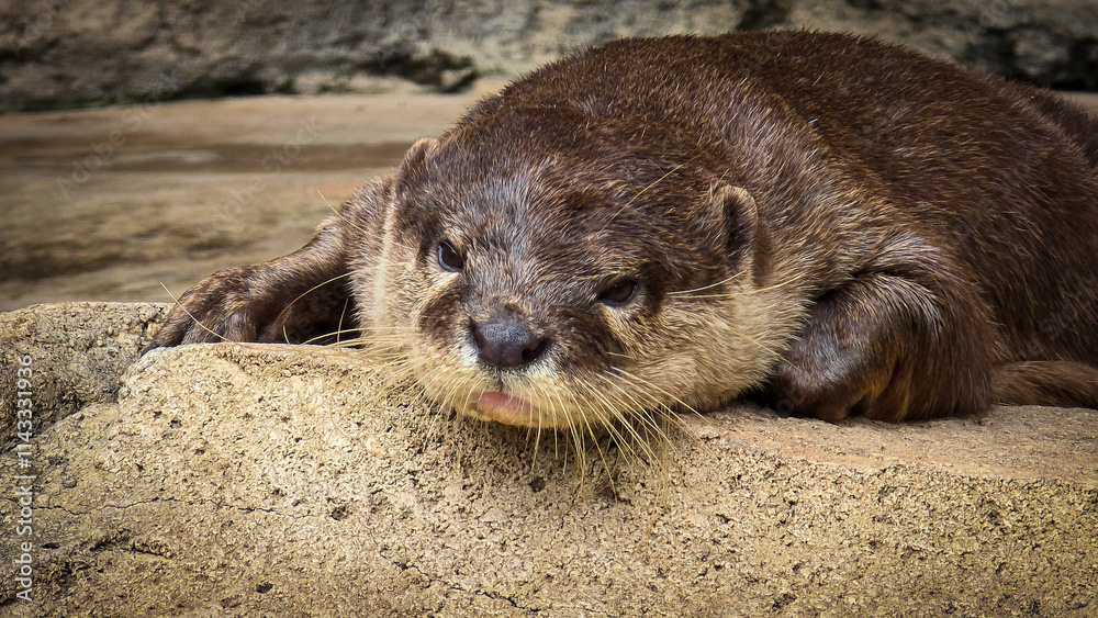 playful otter or known as Aonyx cinereus living around river bank, showcasing its intricate fur texture and natural habitat with its companion, playful otter or known as Aonyx cinereus living around river bank, showcasing its intricate fur texture and natural habitat with its companion,