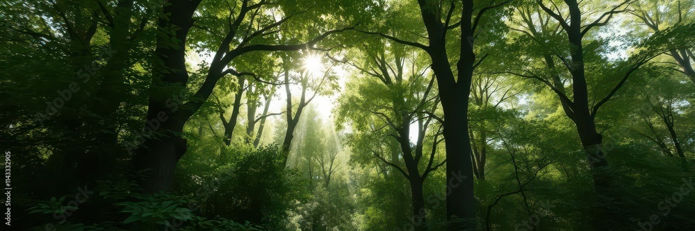 Obraz premium Lush green forest, sunlight dappling canopy, vibrant foliage, scenic view,serene,picture