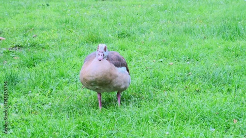 Egyptian geese Alopochen aegyptiaca grazing on lush green grass, enjoying grassy field, creating peaceful scene nature and wildlife in harmony, birds grazing