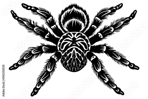 Mexican knee tarantula on white background vector illustration