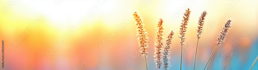 Wild flowers in a meadow at sunset. Macro image, shallow depth of field. Abstract summer nature background Wild flowers in a meadow at sunset. Macro image, shallow depth of field. Abstract summer nature background