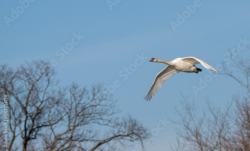 Mute swan in flight past bare trees in winter.