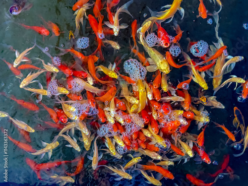 Selective focus a group of young and small fish with colorful swimming in the pool, Carp are various species of oily freshwater fish from the family Cyprinidae, Nature multicolour of animal background