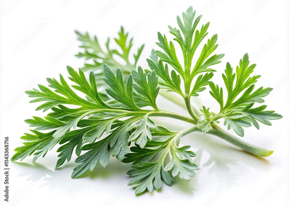 Tilt-Shift Wormwood for Pneumonia & Coronavirus Disinfection - Artemisia Vulgaris Tilt-Shift Wormwood for Pneumonia & Coronavirus Disinfection - Artemisia Vulgaris