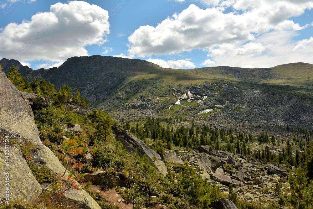 Obraz premium Tall slender cedars are resting through a scattering of stones on the gentle slope of a high mountain on a sunny summer day.