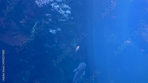 Cichla kelberi, Red Blood Parrot Fish, Cichlasoma, Cichlids, Pangasius Catfish and other predatory fish swim in a huge freshwater aquarium. photo