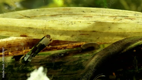 Caddisfly larva (Phryganea sp.) underwater in a pond, continuing to search for food, wide view with one aquatic insect egg remaining nearby to the right, other eggs visible farther right. 