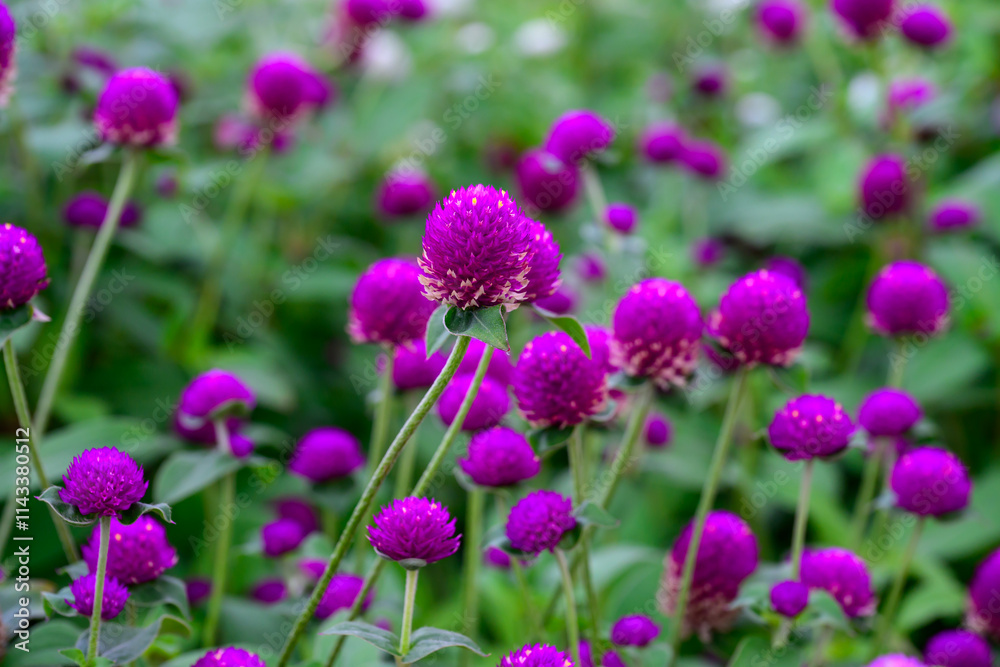 Globe amaranth or Gomphrena globosa flower blooming in the garden. Globe amaranth or Gomphrena globosa flower blooming in the garden.