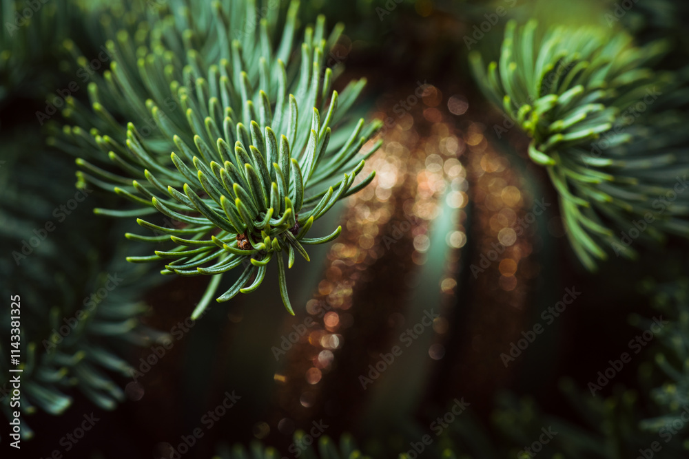 Evergreen fir branches with christmas ball. Christmas background. Macro. Selective focus. Evergreen fir branches with christmas ball. Christmas background. Macro. Selective focus.