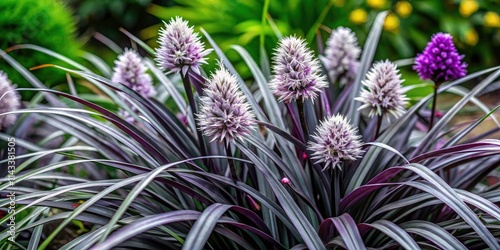 Black Mondo Grass Blooming, Ophiopogon planiscapus Nigrescens, Purple White Flowers, Garden Plant, Landscape Design photo