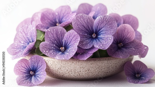 beautiful african violets clipart isolated on white background african violets