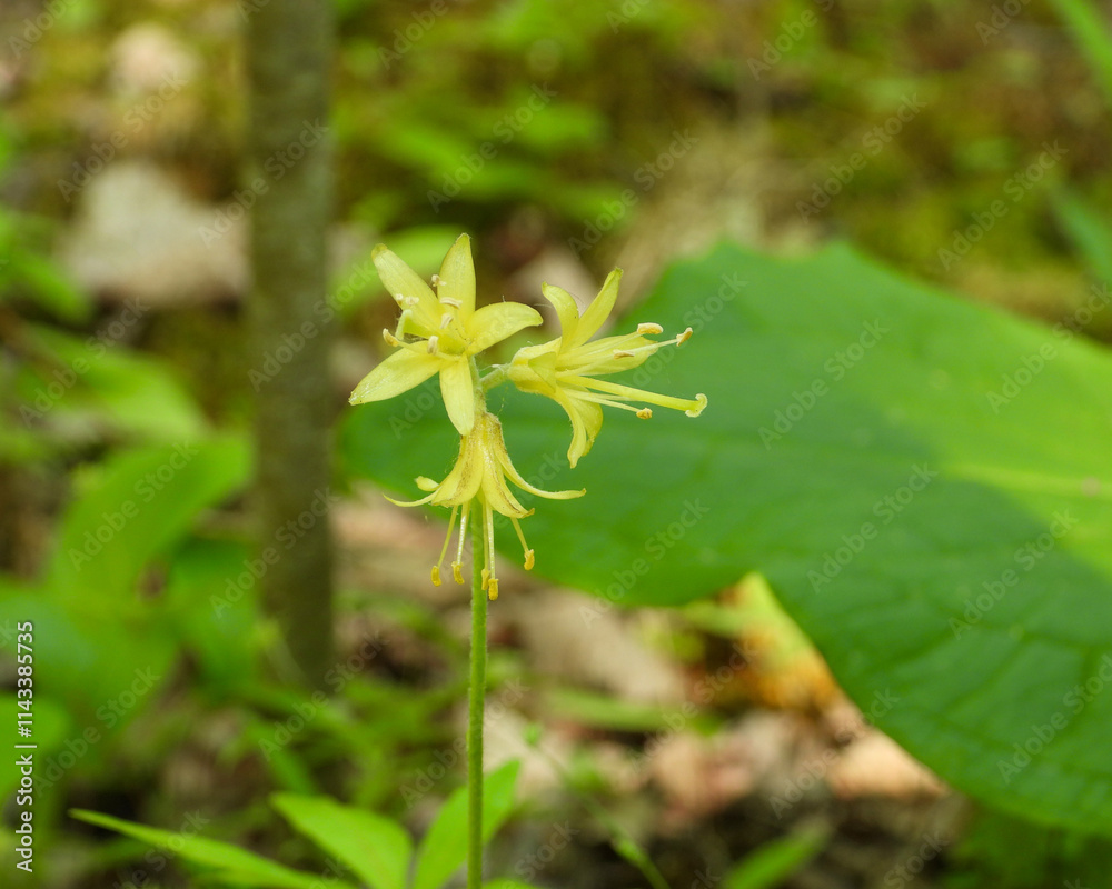 Obraz premium Clintonia borealis | Bluebead Lily | Native North American Wildflower