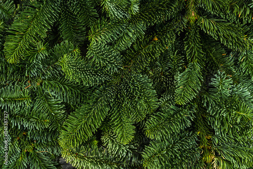 Green pine branches for christmas decoration. Background and texture. Shot from above. photo