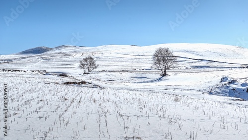 Snow-covered mountains and trees in winter landscape of Daqingshan, Inner Mongolia showcase serene beauty and tranquility photo