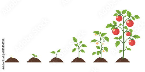 Tomato Growth Stages Illustration. Vector Cartoon Showing Tomato Growth From Seed, Germination, Sprouting, Flowering to Mature Plant with Ripe Fruits. Design Template for Education, Gardening