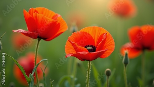 The image is a close-up of a group of red poppies in a field. The flowers are in full bloom, with their petals open wide and their vibrant orange color standing out against the green foliage.