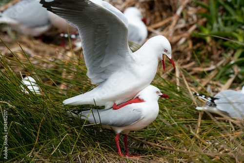 Two Mating Seagulls, Coastal Wildlife Behavior photo