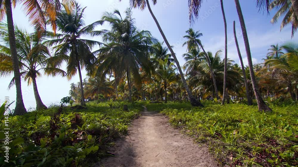 A serene tropical path framed by swaying palm trees, with a gentle breeze creating a relaxing vibe. Shot in San Blas Islands, Panamá (Islas de San Blas, Panamá)