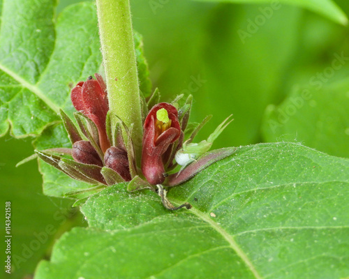 Triosteum perfoliatum | Late Horse Gentian | Fever-wort | Wild Coffee | Native North American Wildflower photo