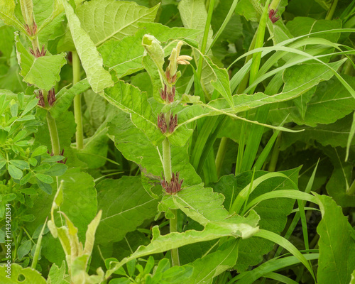 Triosteum perfoliatum | Late Horse Gentian | Fever-wort | Wild Coffee | Native North American Wildflower photo