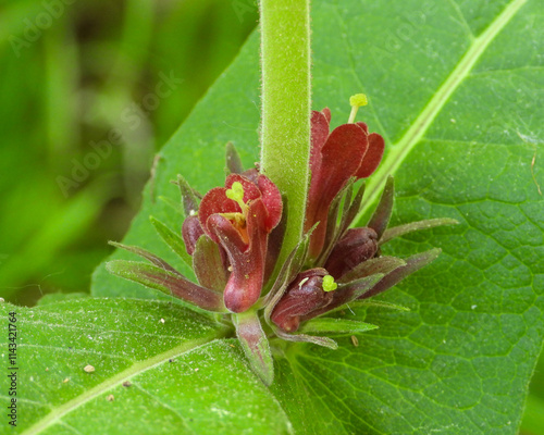 Triosteum perfoliatum | Late Horse Gentian | Fever-wort | Wild Coffee | Native North American Wildflower photo