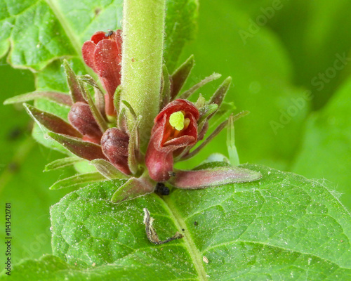 Triosteum perfoliatum | Late Horse Gentian | Fever-wort | Wild Coffee | Native North American Wildflower photo