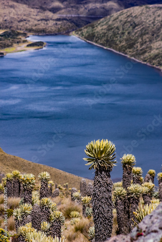 paisaje vertical de páramo laguna de montaña y frailejones 