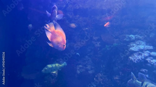 Cichla kelberi, Red Blood Parrot Fish, cichlasoma and other predatory fish swim in a huge freshwater aquarium. photo