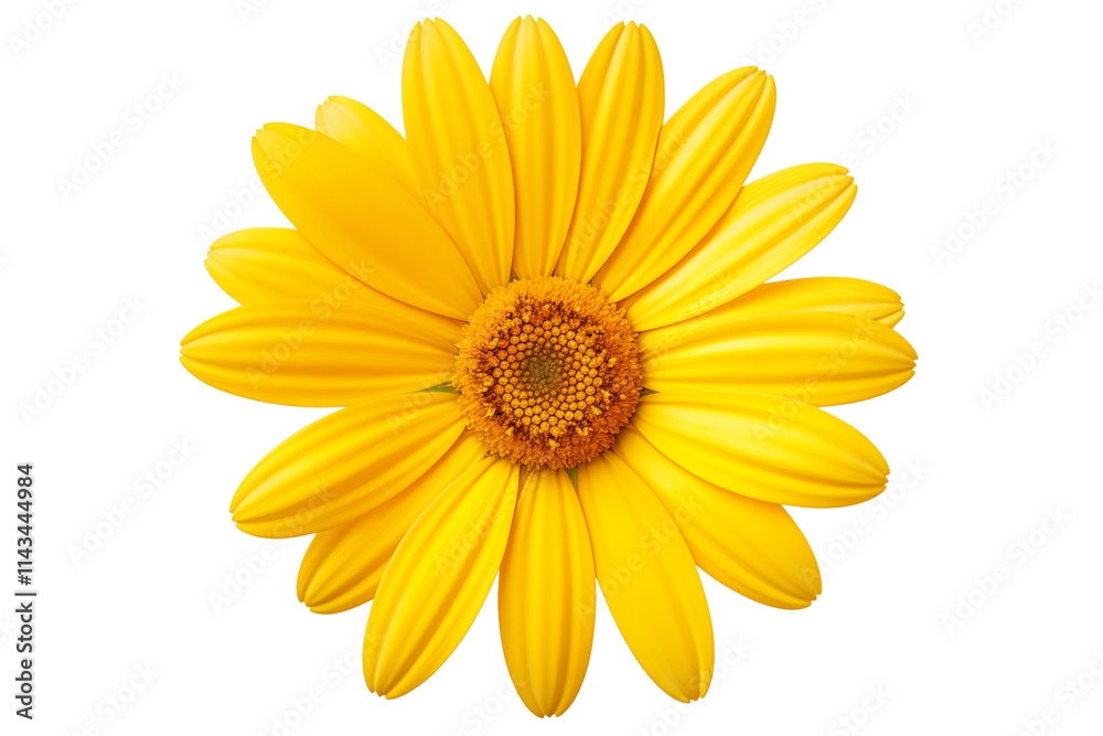 Bright yellow flower with vibrant petals and textured center, symbolizing spring and renewal. Perfect for floral designs and nature themed projects, isolated on transparent background. Bright yellow flower with vibrant petals and textured center, symbolizing spring and renewal. Perfect for floral designs and nature themed projects, isolated on transparent background.