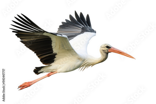 a white stork with black wingtips and a long orange beak flies in mid-air with wings outstretched. isolated on a transparent background