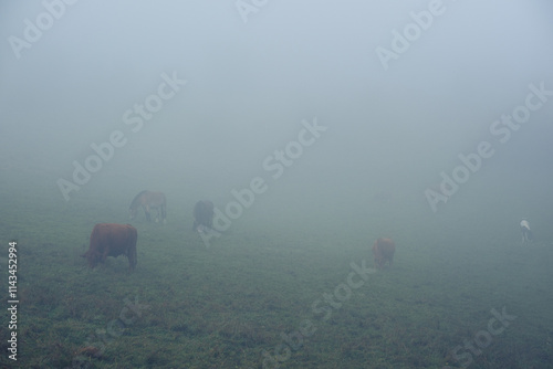 Cows and horses graze in a field in thick fog on a hillside. Pasture in the early morning, silhouettes of cows and horses emerge from the fog