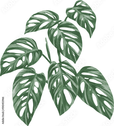 Monstera adansonii plant botanical painting illustration