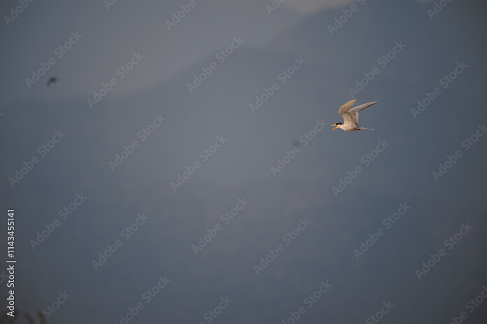 Obraz premium The graceful River tern in flight against a soft, textured background. The bird plumage is predominantly white, contrasting beautifully against the muted tones of the background.