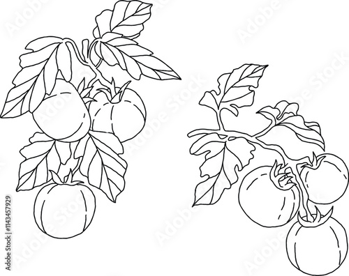 Tomato fruit botanical coloring booksketch illustration