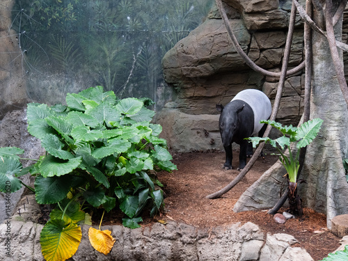 A Malayan Tapir Is Stand by Flower and Tree in a Jungle photo