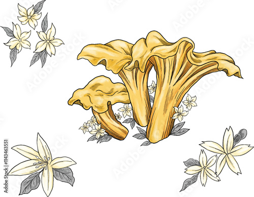 chanterelle mushroom colored sketch illustration