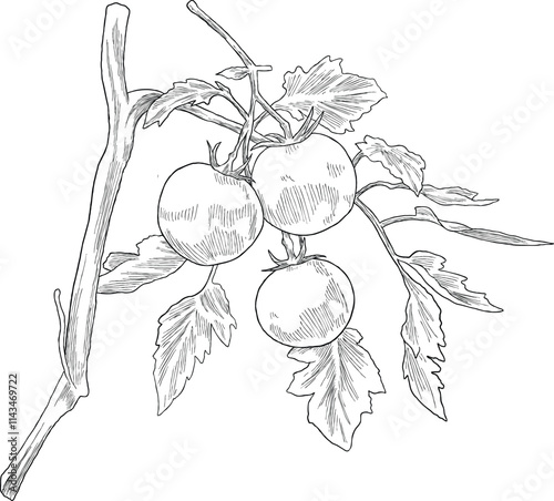 Tomato fruit botanical sketch illustration