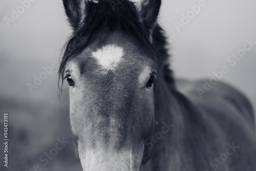 Portrait of a beautiful horse close-up. The horse grazes in the pasture on an early autumn foggy morning. The horse's beautiful look into the lens