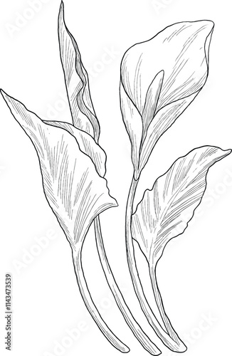 Peace lily flower sketch illustration