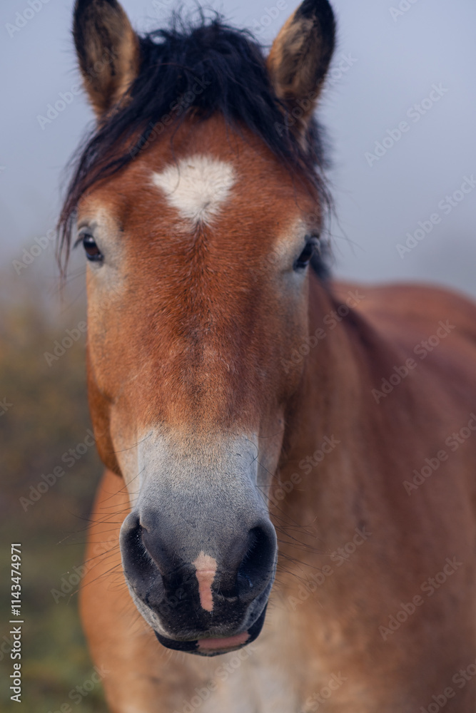 Obraz premium Portrait of a beautiful horse close-up. The horse grazes in the pasture on an early autumn foggy morning. The horse's beautiful look into the lens