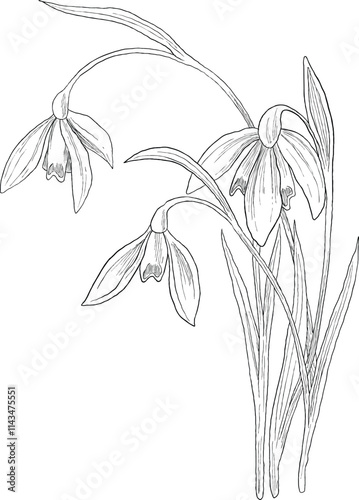 January snowdrops flower botanical sketch illustration