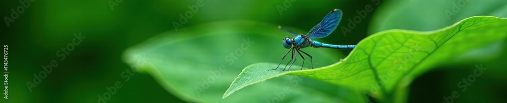 A blue dragonfly hovering near a large green leaf, reptile, insects, insect A blue dragonfly hovering near a large green leaf, reptile, insects, insect