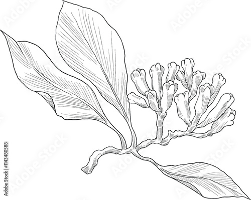 Clove flower botanical plant illustration